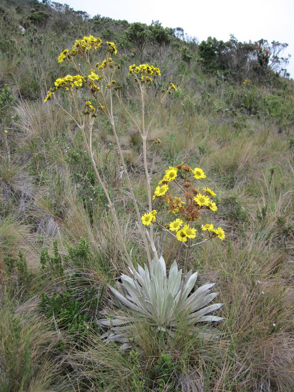 Espeletia grandiflora