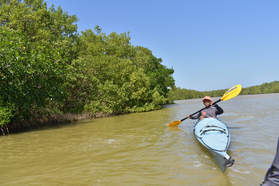 Kayaking bei den Mangroven