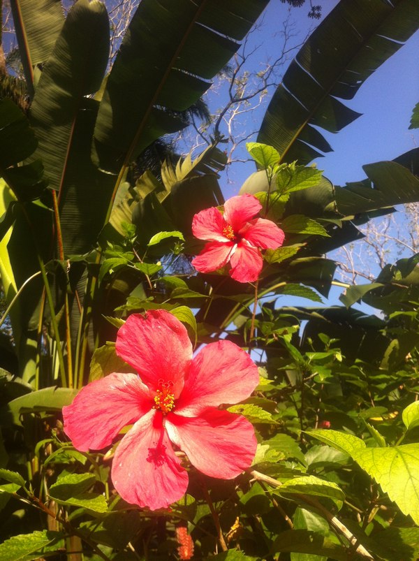 Hibiskus Cartagena