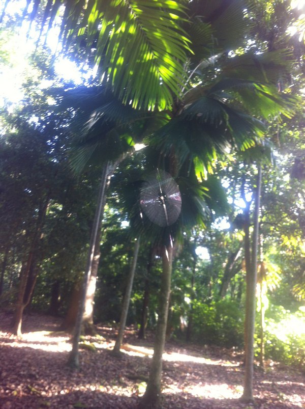 Palmen im Botanischen Garten Cartagena